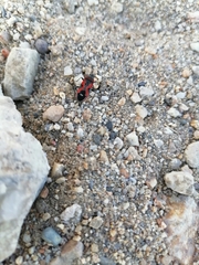 Lygaeus reclivatus reclivatus