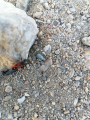 Lygaeus reclivatus reclivatus