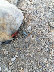 Lygaeus reclivatus reclivatus