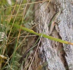 Pseudemoia pagenstecheri