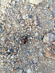 Lygaeus reclivatus reclivatus