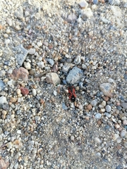 Lygaeus reclivatus reclivatus