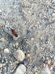 Lygaeus reclivatus reclivatus