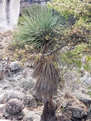 Nolineae
