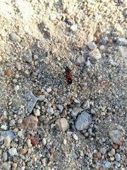 Lygaeus reclivatus reclivatus