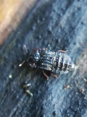 Micropeplus staphylinoides