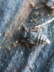 Micropeplus staphylinoides