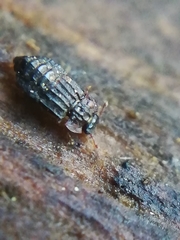 Micropeplus staphylinoides