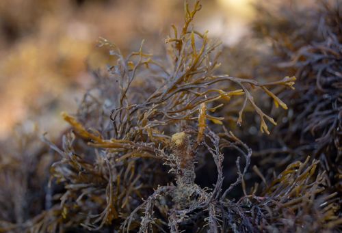 Representative image of Ericaria crinita