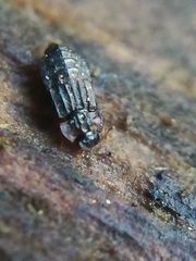 Micropeplus staphylinoides