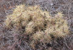 Cylindropuntia davisii