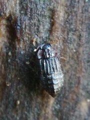 Micropeplus staphylinoides
