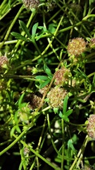 Actinotus gibbonsii