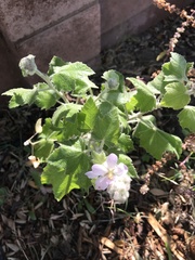 Malacothamnus clementinus