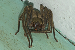 Gnathopalystes kochi