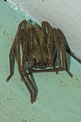 Gnathopalystes kochi