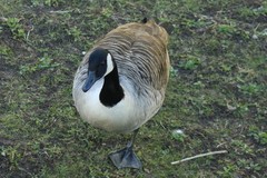 Branta canadensis
