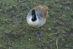 Branta canadensis