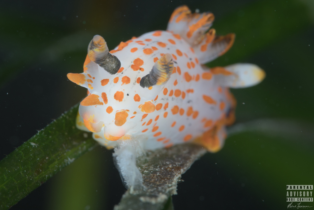 four-striped polycera