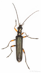 Oedemera annulata
