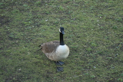Branta canadensis