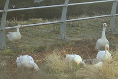 Anser anser domesticus