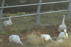 Anser anser domesticus