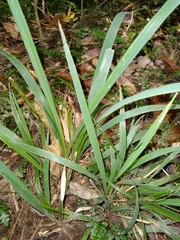 Iris foetidissima