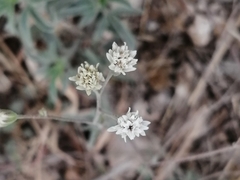 Florestina tripteris