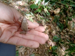 Physalaemus olfersii