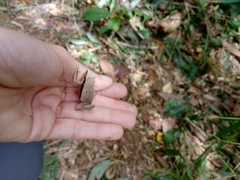 Physalaemus olfersii