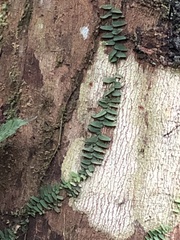 Marcgraviaceae
