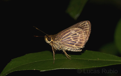 Callimormus interpunctata