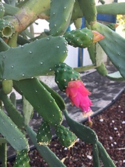 Opuntia nuda