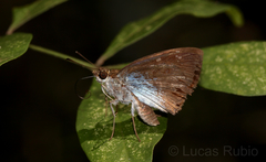 Quadrus u-lucida mimus