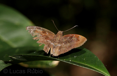 Quadrus u-lucida mimus
