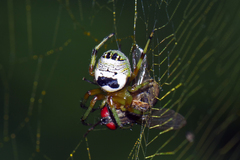 Bijoaraneus mitificus