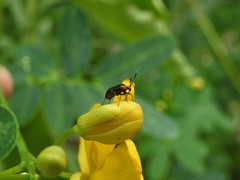 Horciasinus argentinus