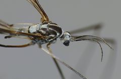 Dolichopeza fenwicki