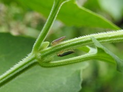 Bucephalogonia xanthophis