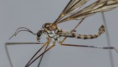 Dolichopeza fenwicki