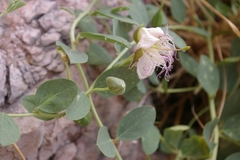 Capparis sicula