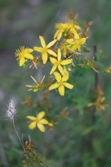 Hypericum perforatum veronense
