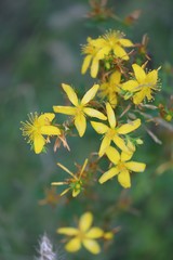Hypericum perforatum veronense