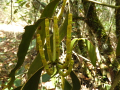Dendrophthora obliqua
