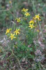 Hypericum perforatum veronense