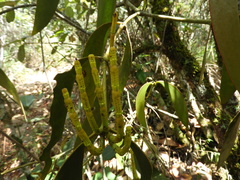 Dendrophthora obliqua