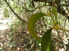Dendrophthora obliqua