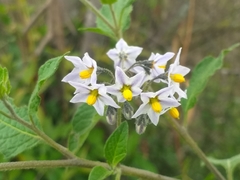 Solanum interandinum