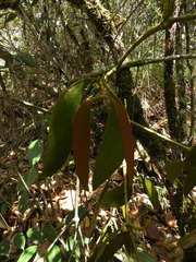 Dendrophthora obliqua